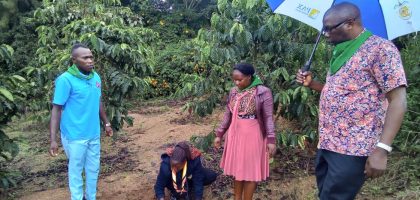 Coffee Tree Planting