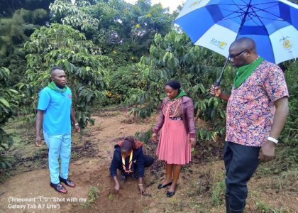 Coffee Tree Planting