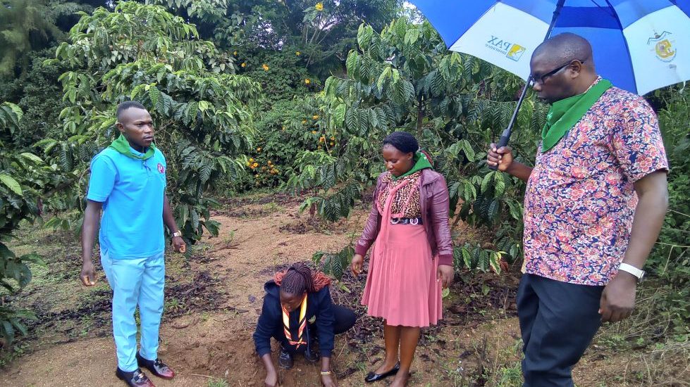 Coffee Tree Planting